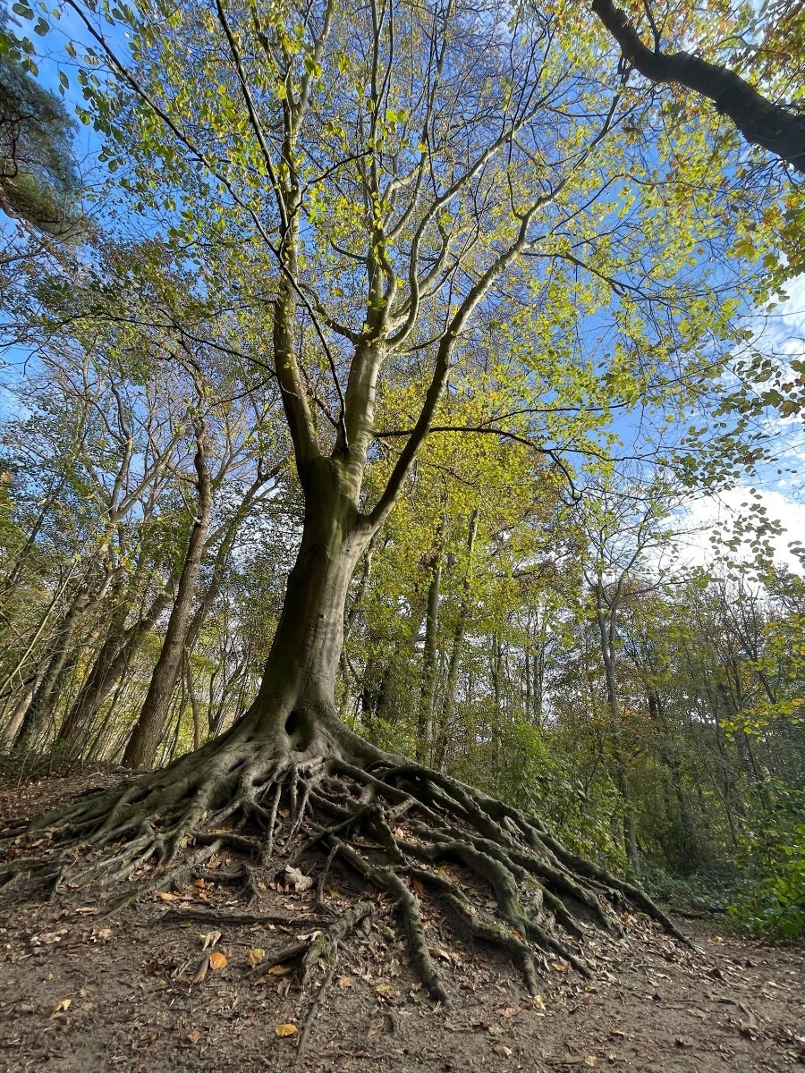 Boomwortels door elkaar