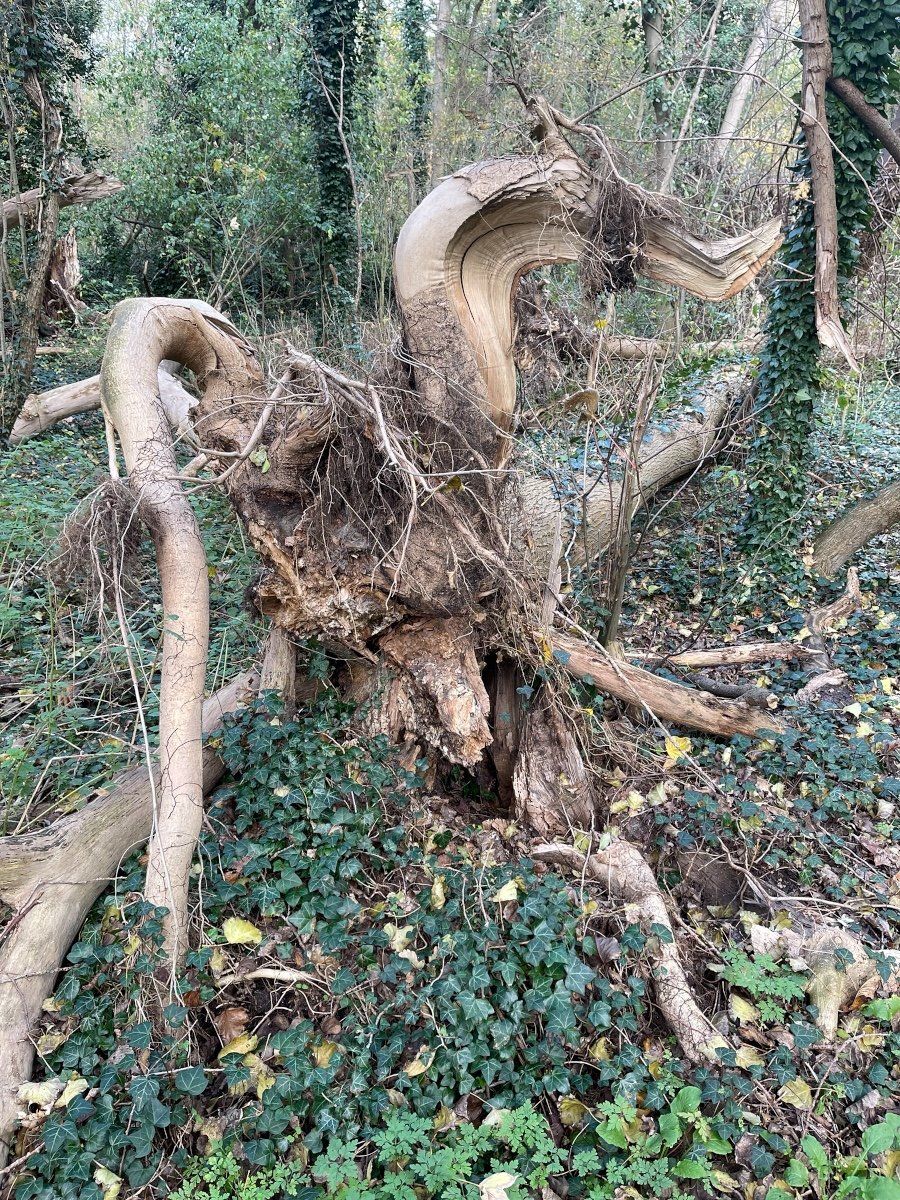 Boomstam met ramkop vormen