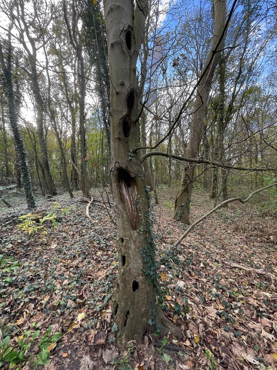 Boomstam met diverse gatvormen erin